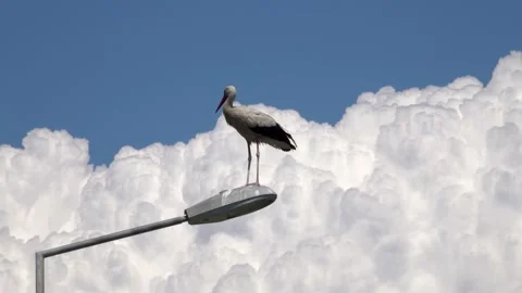 Stork On the Lamp with Clouds 스톡 동영상 166921731