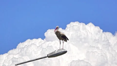 Stork On A Lamppost Stock Footage 134575382