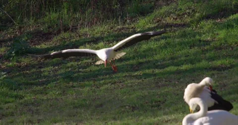 Stork landing 02 Stock Footage 280489552