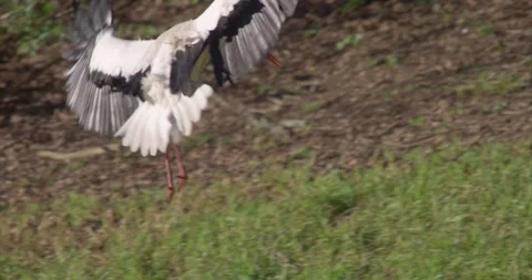 Stork landing Stock Footage 280489526