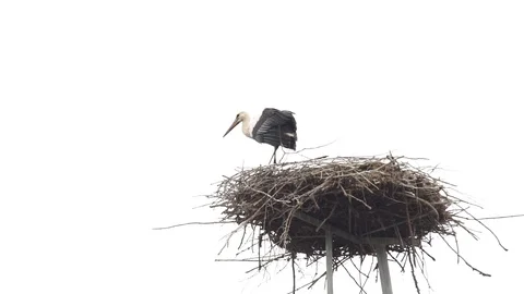The stork lands in the nest Stock Footage 127975941