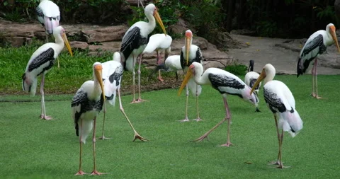 Stork Large group of white storks, ciconia ciconia, foraging for food on lush Stock-Footage 278512578