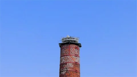 Stork in a Large Nest Made of Branches on a Chimney Video stock 249607942