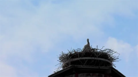 Stork in a Large Nest Made of Branches on a Chimney Stock Footage 249607980