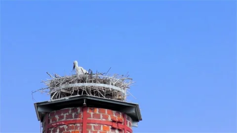 Stork in a Large Nest Made of Branches on a Chimney Stock Footage 249607982