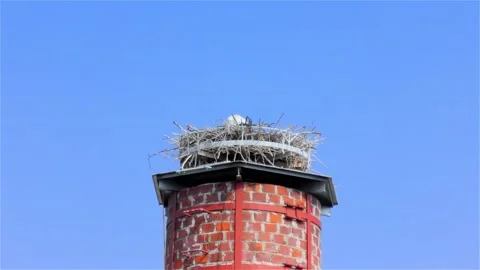Stork in a Large Nest Made of Branches on a Chimney Video stock 249608051