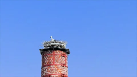 Stork in a Large Nest Made of Branches on a Chimney Video stock 249608116