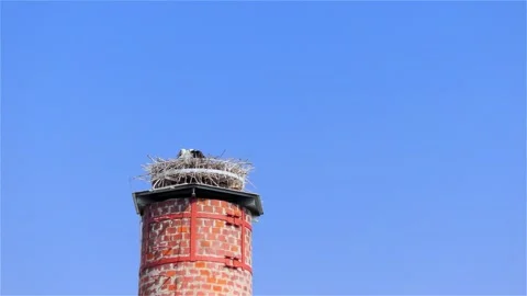 Stork in a Large Nest Made of Branches on a Chimney Video stock 249608138