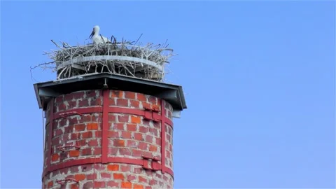 Stork in a Large Nest Made of Branches on a Chimney Video stock 249608160