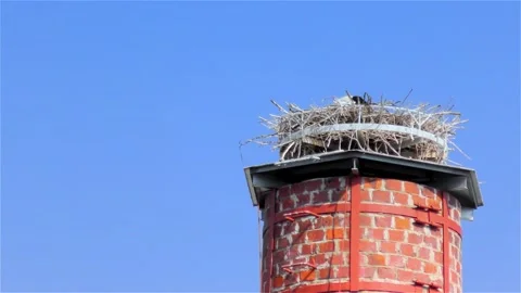 Stork in a Large Nest Made of Branches on a Chimney Stock Footage 249608240