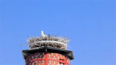 Stork in a Large Nest Made of Branches on a Chimney Video stock 249608262