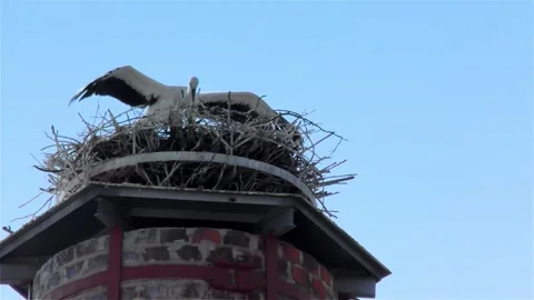 Stork in a Large Nest Made of Branches on a Chimney Stock Footage 249608325