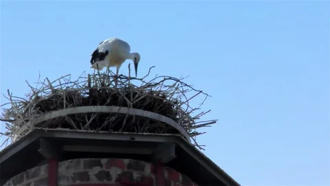 Stork in a Large Nest Made of Branches on a Chimney Stock Footage 249608339