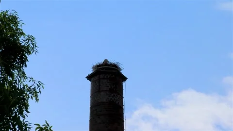 Stork in a Large Nest Made of Branches on a Chimney Stock Footage 249608518