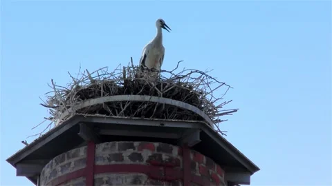 Stork in a Large Nest Made of Branches on a Chimney Video stock 249608519