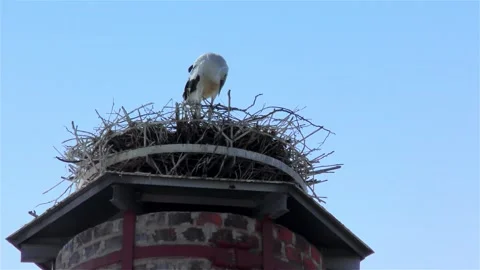 Stork in a Large Nest Made of Branches on a Chimney Stock Footage 249608564