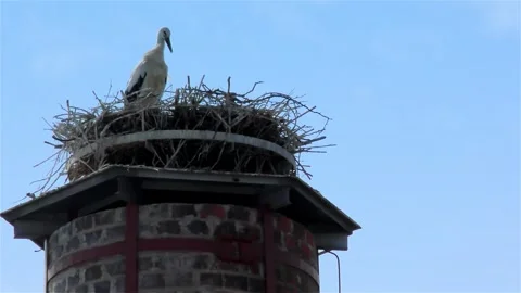 Stork in a Large Nest Made of Branches on a Chimney Video stock 249608779