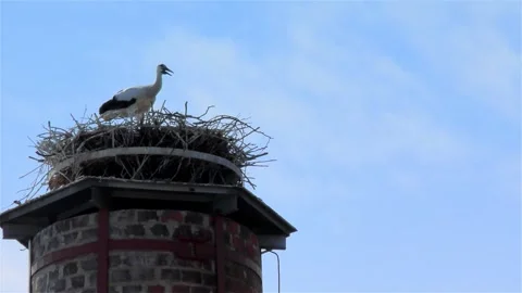 Stork in a Large Nest Made of Branches on a Chimney Stock Footage 249608799