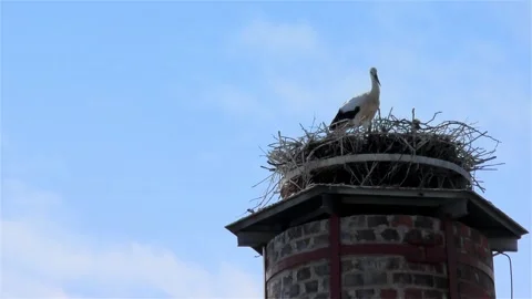 Stork in a Large Nest Made of Branches on a Chimney Stock Footage 249608818