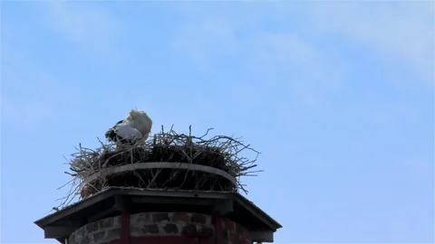 Stork in a Large Nest Made of Branches on a Chimney Video stock 249608900