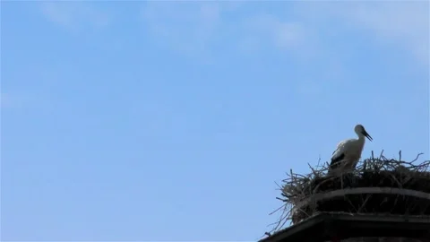 Stork in a Large Nest Made of Branches on a Chimney Video stock 249608920