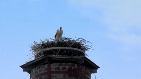 Stork in a Large Nest Made of Branches on a Chimney Stock Footage 249608944