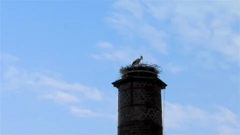 Stork in a Large Nest Made of Branches on a Chimney Video stock 249609016