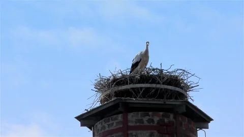 Stork in a Large Nest Made of Branches on a Chimney Video stock 249609040