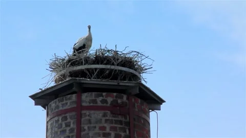 Stork in a Large Nest Made of Branches on a Chimney Stock Footage 249609083