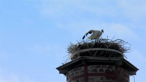 Stork in a Large Nest Made of Branches on a Chimney Video stock 249609199
