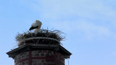 Stork in a Large Nest Made of Branches on a Chimney Video stock 249609288