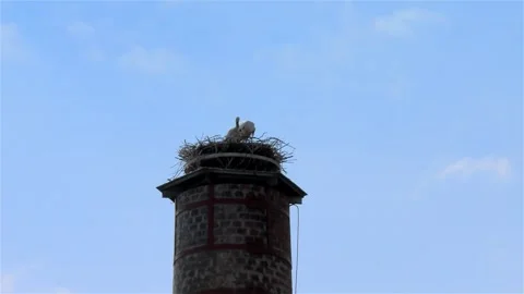 Stork in a Large Nest Made of Branches on a Chimney Video stock 249609329