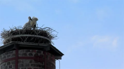 Stork in a Large Nest Made of Branches on a Chimney Video stock 249609515