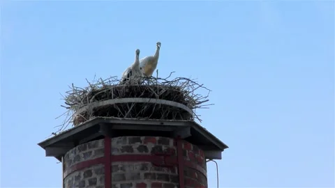 Stork in a Large Nest Made of Branches on a Chimney Stock Footage 249609789
