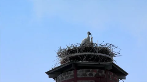 Stork in a Large Nest Made of Branches on a Chimney Stock Footage 249609950