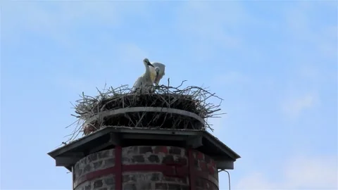 Stork in a Large Nest Made of Branches on a Chimney Stock Footage 249609963