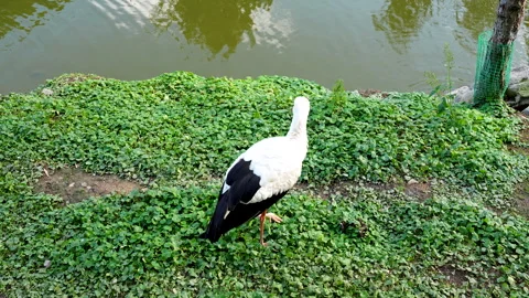 A stork, a large white crane with black wings, walks on the shore of a summer Stock Footage 285514832
