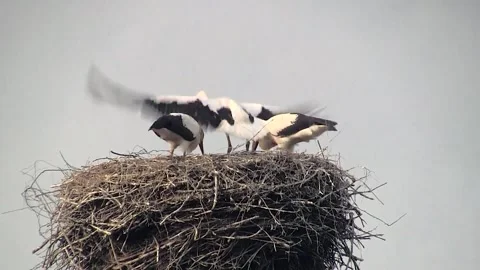 Stork Learns to Fly Stock Footage 154526154