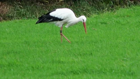 Stork looking for food in the grass Stock Footage 221018378