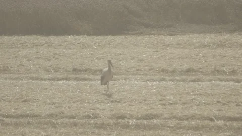 A stork looking for a meal on a field after harvesting wheat Stock Footage 139649410