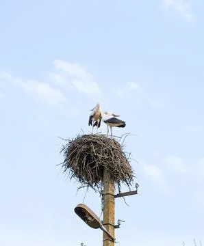 Stork mating games. Stock Photos