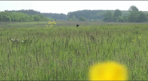 Stork in a meadow 스톡 동영상 39514023