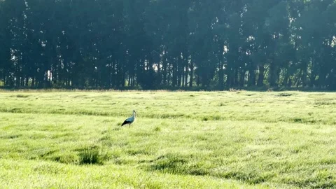Stork on a meadow Stock Footage 221770031