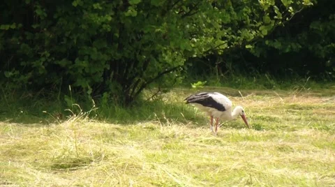 Stork in the meadow HD Stock-Footage 53495877