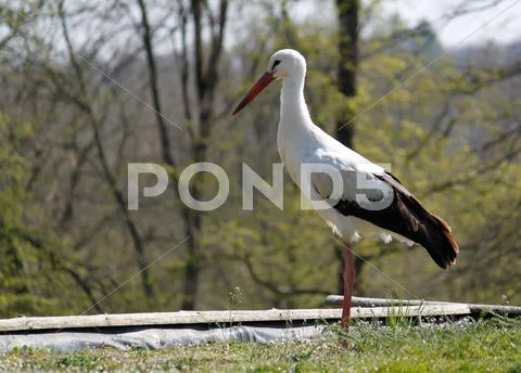 Stork on a meadow Stock Photos