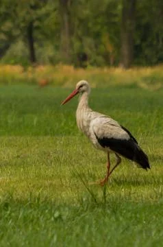 Stork on the meadow. Stock-Fotos