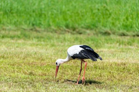 Stork in the meadow Stock Photos