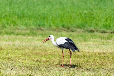 Stork in the meadow Stock Photos