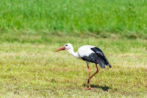 Stork in the meadow Stock Photos