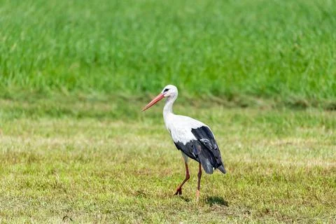 Stork in the meadow Foto stock